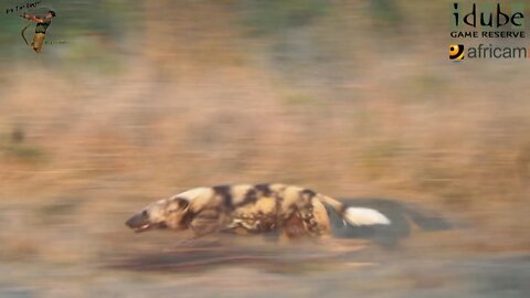 African Wild Dog Chase
