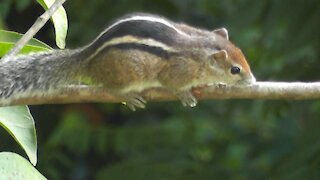 These Squirrel and Birds visit me consistently.