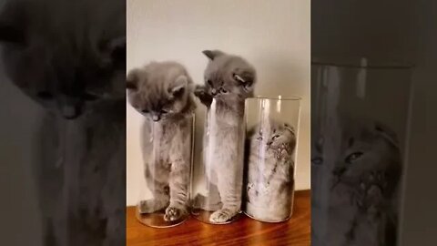 Funny and Cute Kittens Short Video 🥰| Funny animals