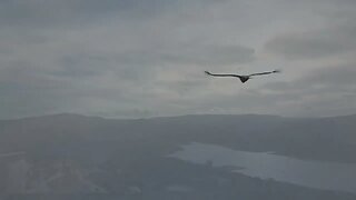 Kettle Of Vultures Soar over Castillo de Castellar, Spain