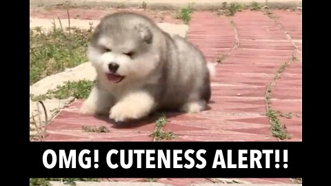 😍 The Most Adorable Fluffy Puppies ❤️