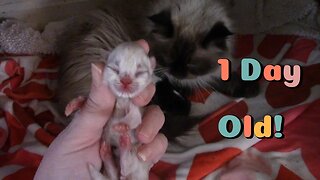 Kitten Development 1 Day Old! 😻