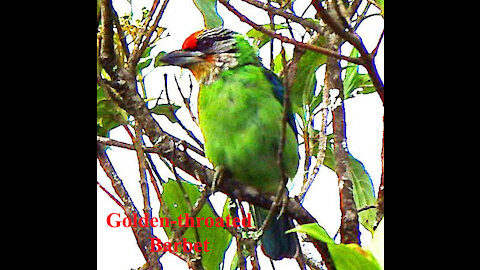 Golden-throated Barbet bird video