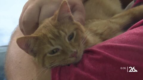 Local veteran struggling with homelessness finds safe haven in cats