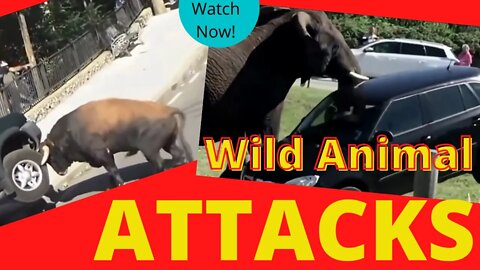 wild animal attacks | wildlife | lion tiger attacks