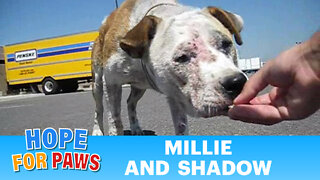 Dog rescue: Millie and Shadow - please subscribe (By Eldad Hagar)