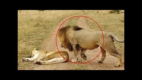 Things Lions Shouldn't Do to Lioness! Funny Animal Videos!