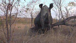 Watch This Southern White Rhino Bull At A Scratching Post!