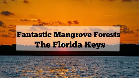 Mangrove Forest of The Florida Keys: A Natural Protection Against Hurricanes