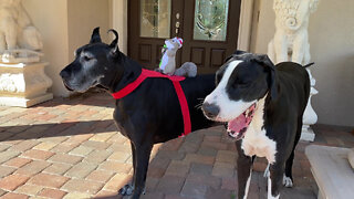 Great Danes Get Ready For Christmas With Squirrel Santa Costume