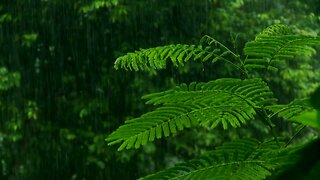 Relaxing Rain Sound: Natural Sounds for Sleeping and Meditating