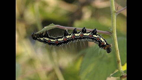 Caterpillar an insect