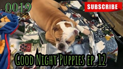 the[DOG]diaries [0019] Good Night Puppies - Episode 12 [#dogs #doggies #theDOGdiaries]