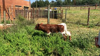 New born heifers