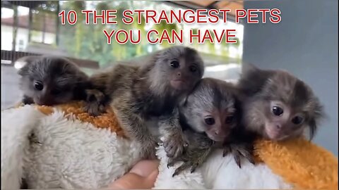 10 the strangest pets you can have