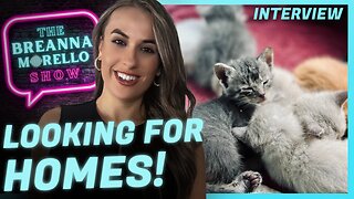 Happier Story: Kittens Need Homes!! - Jason Nelson