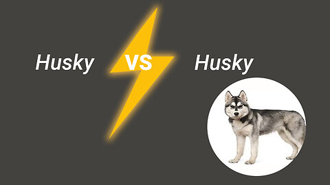 "Husky vs husky" "Husky Gets Greedy" " Hilarious Husky Try to Steal a Boner #FunnyDogs #HuskyLove