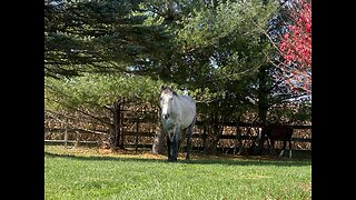 Autumn on the Farm