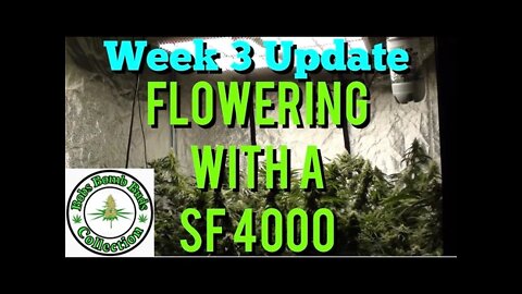 Week 3, Flowering With A Spider Farmer SF 4000 Update