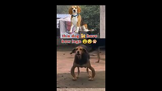 Bow legged dog ~ funny dog videon