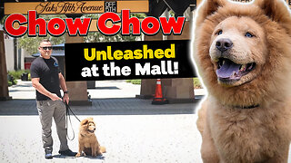 CHOW CHOW Takes Dog Trainer on Dinner Date!