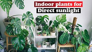 Indoor plants for direct sunlight | 10 Indoor plants that like direct sunlight