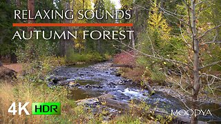 4K HDR Nature Videos - Autumn Forest River Flow Ambience - Nomadic Journey Wellbeing