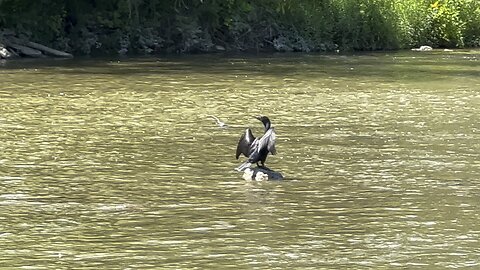 Cormorant drying off cooling