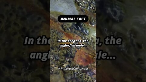 Animal Fact. #shorts #anglerfish #deepsea #parasite #male #female