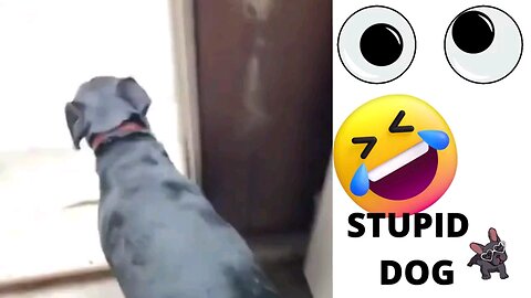 Funny animals 🙂😎😎funny moments 😎😚😎