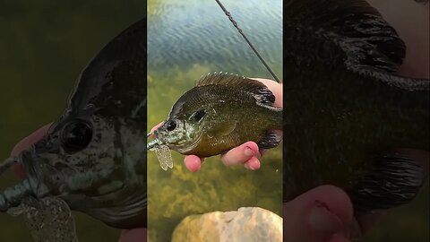 Cool Bluegill Green Sunfish Hybrid on our new Dragon Slayer topwater! #fishing #panfish #bluegill