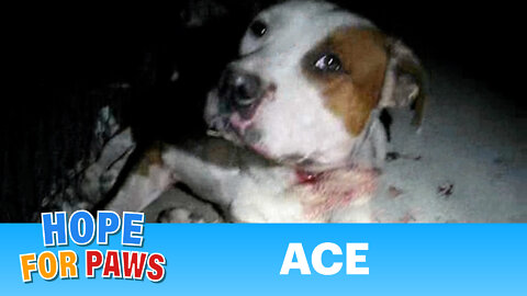 Ace - injured dog rescued last night by Eldad Hagar - Please comment, rate & subscribe