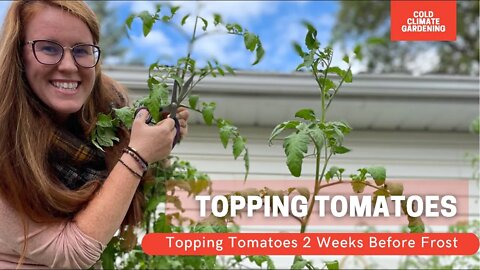 How To Ripen Tomatoes On The Vine Quickly | How & Why You Should Top Tomatoes | Gardening in Canada