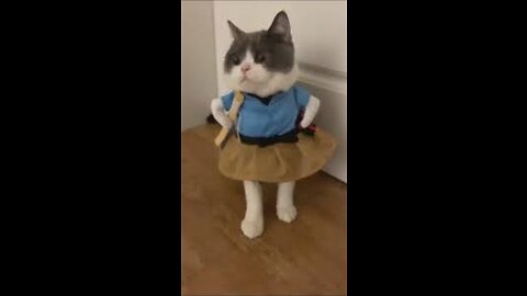 Baby Cats 😻Cute and Funny Cat Videos
