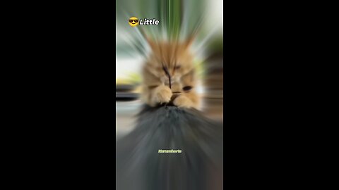 cat video viral video cute dramatic cute cat 😺 beautiful cat awesome sky