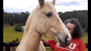 Grooming Halo. Getting her used to being haltered and released. Removing the fear.