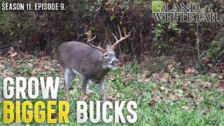 How to Grow Bigger Bucks | Land of Whitetail