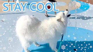 Cooling Off At The Park SPLASH Pad | DataTheDog