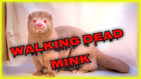Dead mink infected with a mutated form of Virus Rise from graves