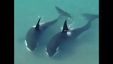 Orcas