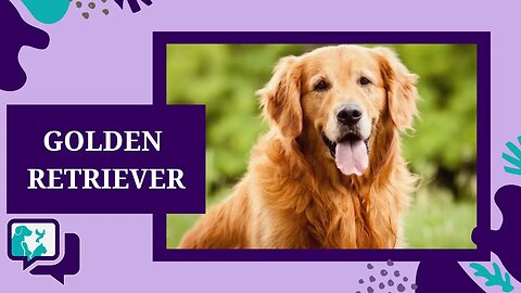 GOLDEN RETRIEVER: TUDO SOBRE A RAÇA