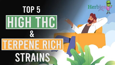 Top 5 High THC & full of Terpenes strains by Herbies Seeds