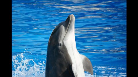 Dolphin playing ball with the crowd, Dauphin joue au ballon avec la foule