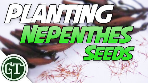 Planting Nepenthes Seeds - Nepenthes Pitcher Plant