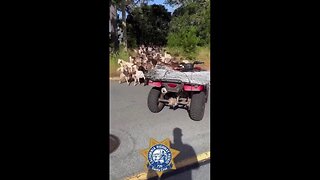 Over 50 Goats Stop Traffic On Major Highway