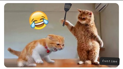 Funny Cats videos