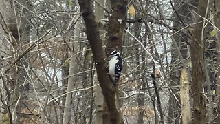 Hairy woodpecker James Gardens Toronto