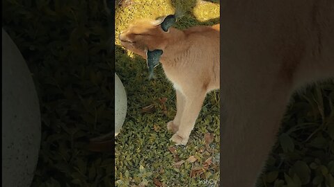 Cyrus Caracal In Slow Mo!