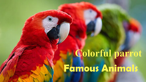 Colourfull parot | Famous Animals