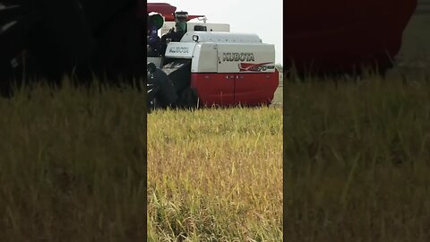 Farmers Cambodia using Kubota harvesting rice